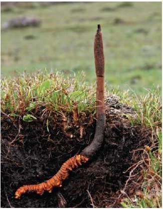 dong-trung-ha-thao-vnuapharma-6