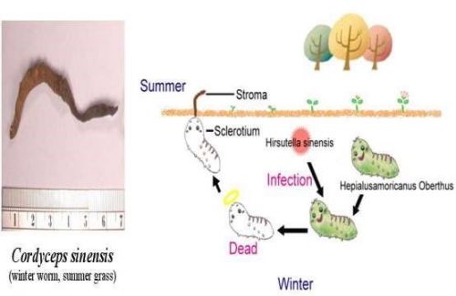 TÁC DỤNG CỦA ĐÔNG TRÙNG HẠ THẢO CHUẨN KHOA HỌC – BÀI 1: Tổng quan về đông trùng hạ thảo