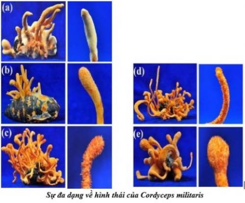 TÁC DỤNG CỦA ĐÔNG TRÙNG HẠ THẢO CHUẨN KHOA HỌC – BÀI 3: Những loài đông trùng hạ thảo có hàm lượng chất quý cao nhất thế giới hiện nay