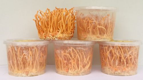 TÁC DỤNG CỦA ĐÔNG TRÙNG HẠ THẢO CHUẨN KHOA HỌC – BÀI 2: Ứng dụng tuyệt vời của đông trùng hạ thảo trong cuộc sống hiện đại