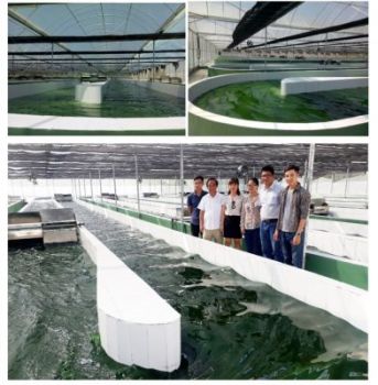 CÔNG NGHỆ NUÔI VI TẢO SPIRULINA